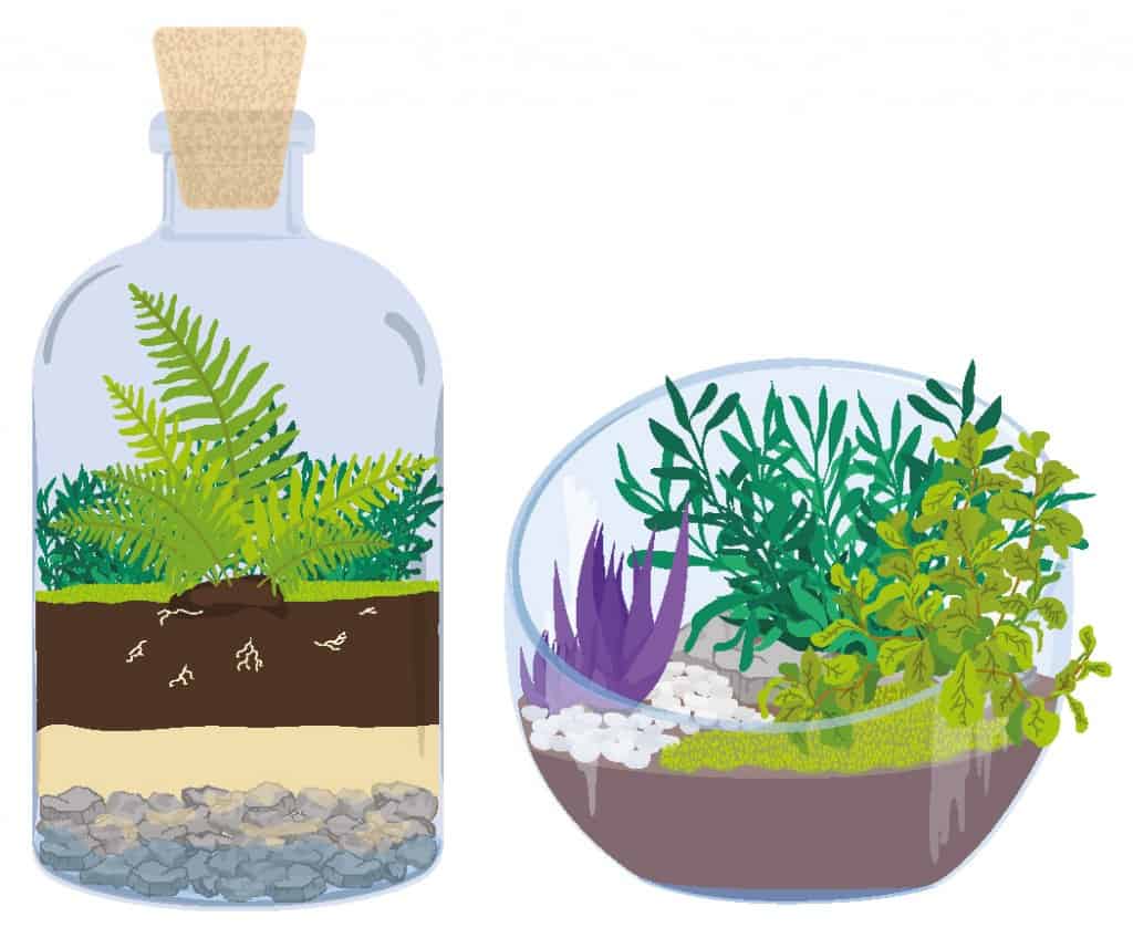 Open Vs. Closed Terrariums: Which is Best for Your Plants?